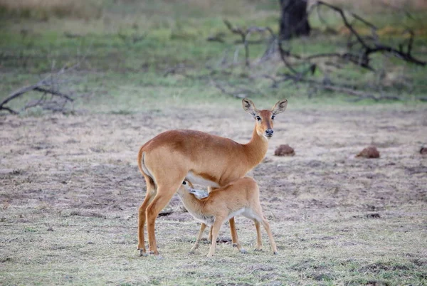 Veado mãe alimentação fawn — Fotografia de Stock