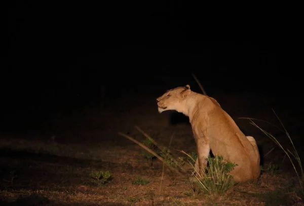 Puma nachts am Boden — Stockfoto
