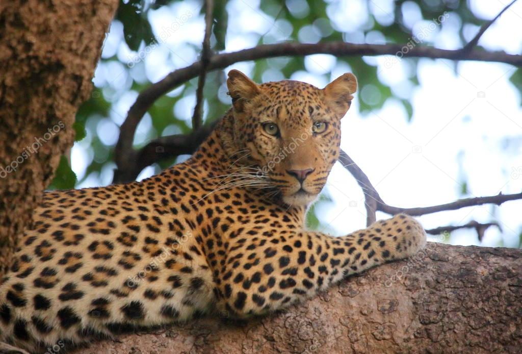 Leopard on tree branch