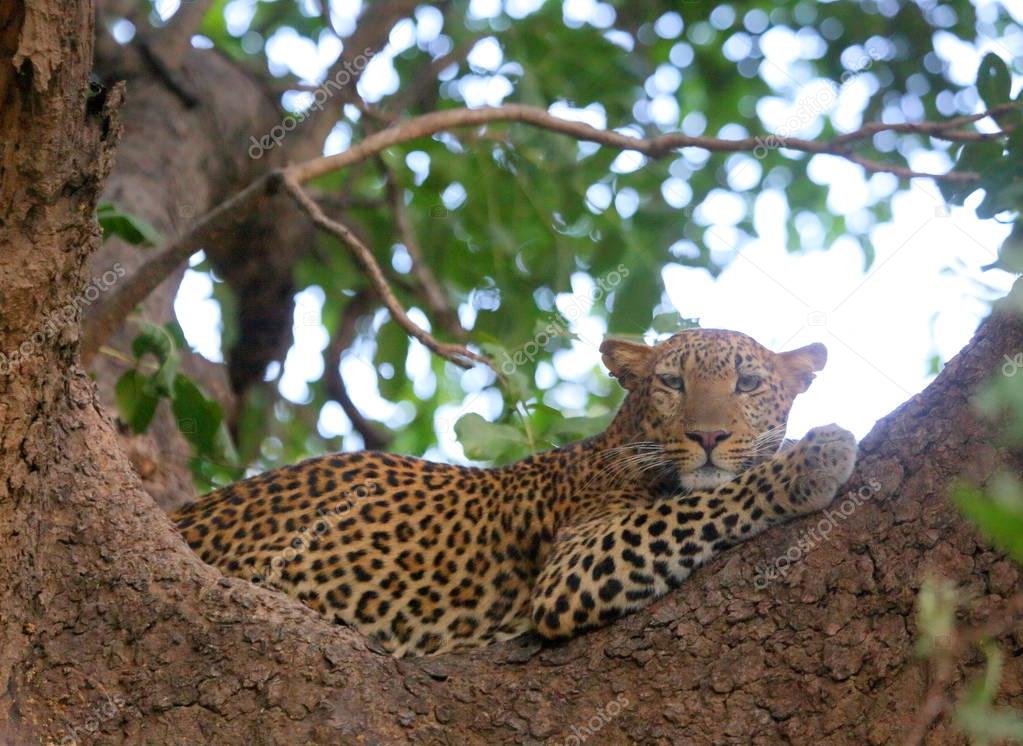 Leopard on tree branch