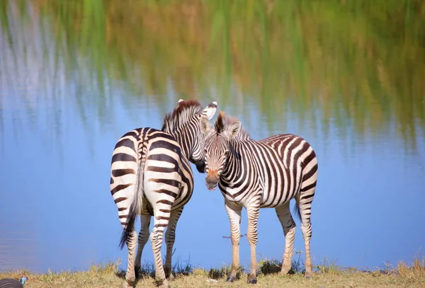 Due zebre a posto annaffiante — Foto Stock