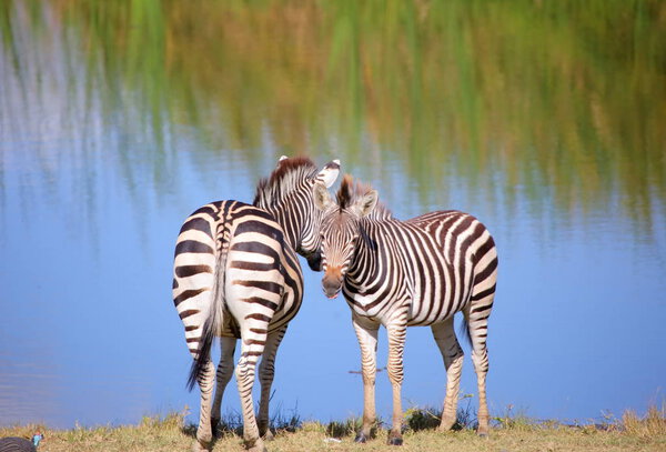 Two zebras at watering place in dried grass field in Zimbabwe, 2016