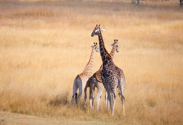 Три жирафа на сухой траве — стоковое фото
