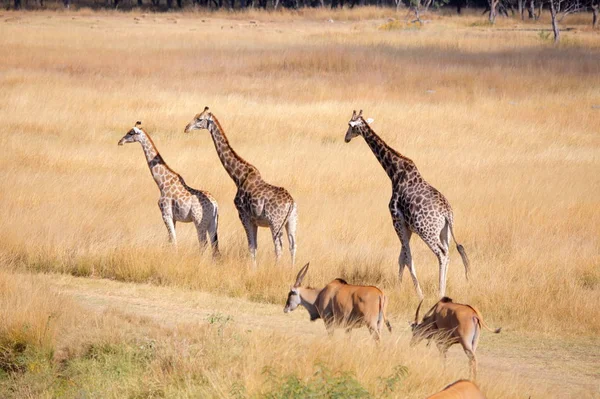 Tiere laufen auf getrocknetem Grasfeld — Stockfoto