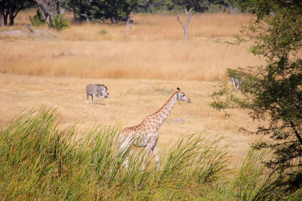 Giraffe in dried grass field — Stock Photo, Image