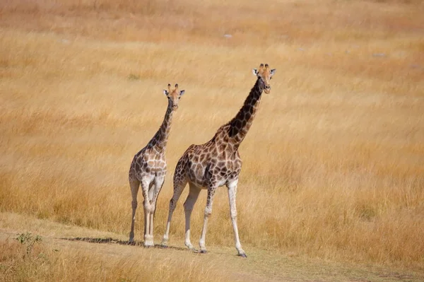 Zwei Giraffen in getrocknetem Grasfeld — Stockfoto