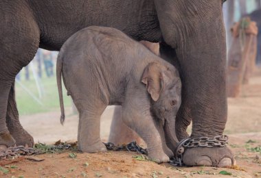 Fil anne ve çocuk parkı