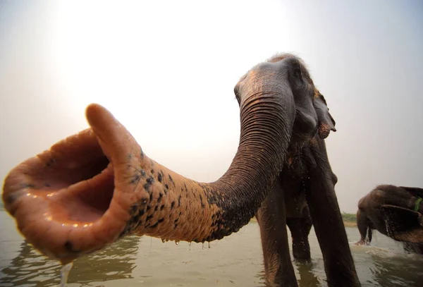 Fil Chitwan Milli Parkı içinde