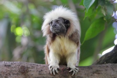 pamuk üstü tamarin maymunu 