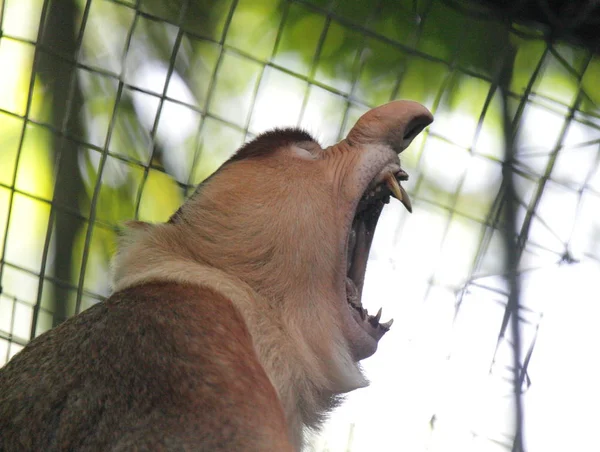 Macaco-probóscide a gritar — Fotografia de Stock