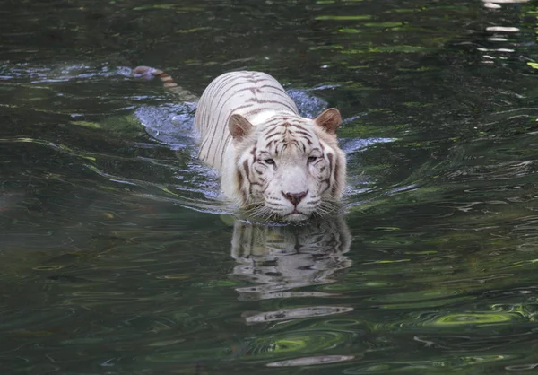 Weißer Tiger beim Gassigehen im Wasser — Stockfoto