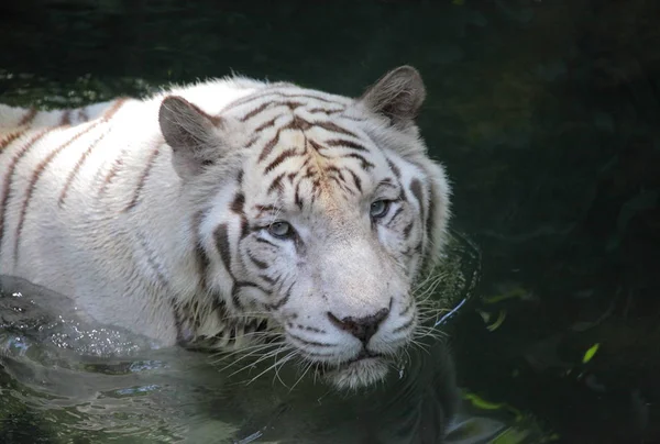 Weißer Tiger beim Gassigehen im Wasser — Stockfoto