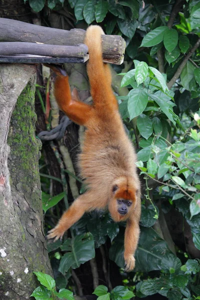 Kapucijnen aap op vertakking van de beslissingsstructuur — Stockfoto