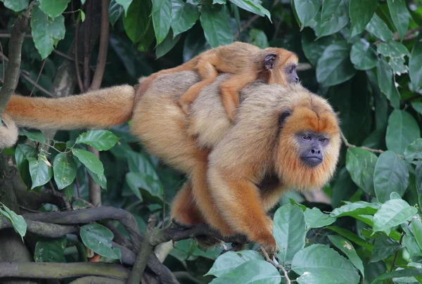 Capuchin maymunu bebek üzerinde ağaç dalı ile — Stok fotoğraf