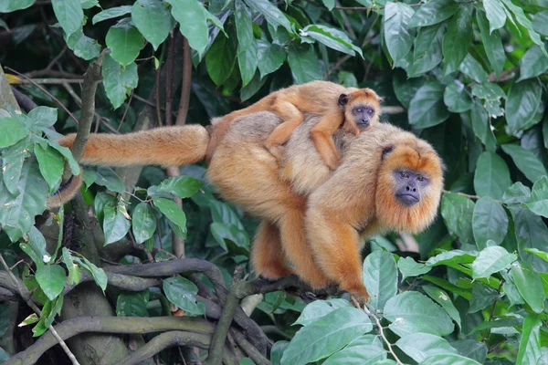 Είδος πιθήκου πίθηκος, με το μωρό στο κλαδί δέντρου — Φωτογραφία Αρχείου