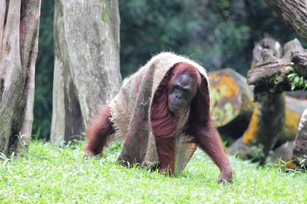 Orang-oetan gewikkeld in een deken op de grond — Stockfoto