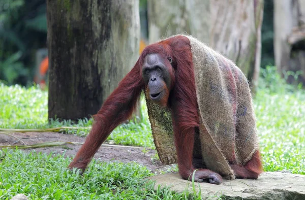 Orangutan wrapped in blanket on ground