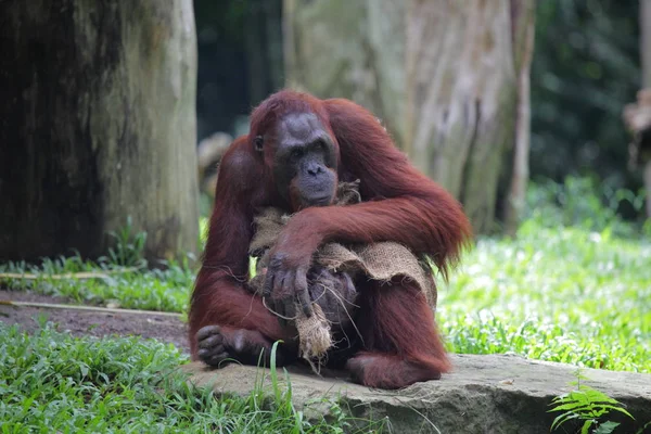 Orang-oetan gewikkeld in een deken op de grond — Stockfoto