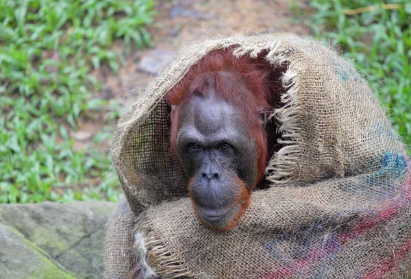 Orangutan envolto em cobertor no chão — Fotografia de Stock