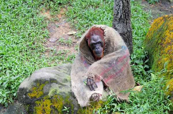 Orang-Utan in Decke auf dem Boden eingewickelt — Stockfoto