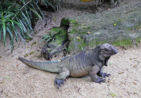 Rhinoceros iguana em solo arenoso — Fotografia de Stock