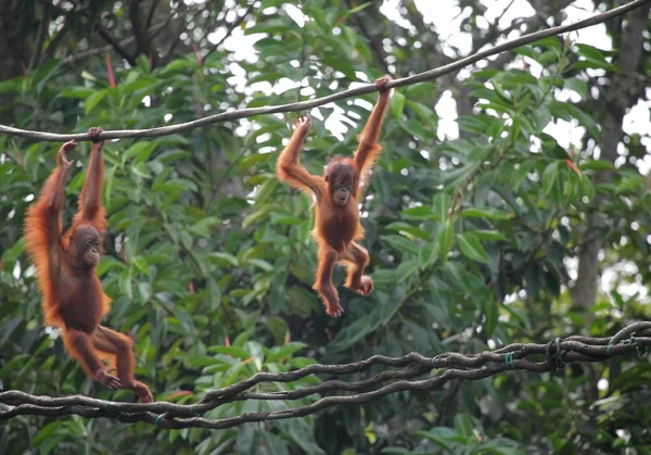 Dois orangotangos de bebê no galho da árvore — Fotografia de Stock