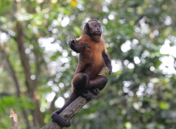 Ισχυρή είδος πιθήκου πίθηκος σε κλαδί δέντρου — Φωτογραφία Αρχείου