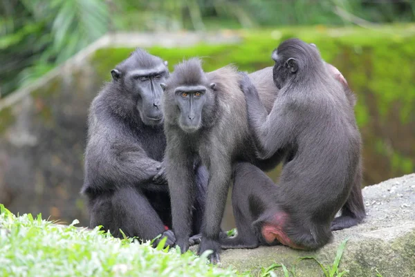 Três macacos pretos com crista — Fotografia de Stock