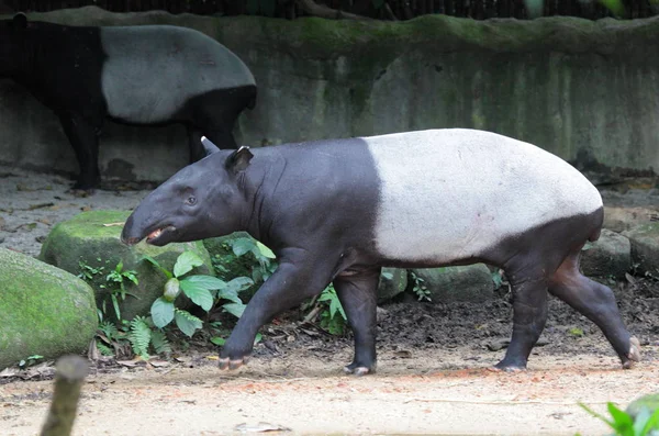 Vue latérale du tapir malayen — Photo