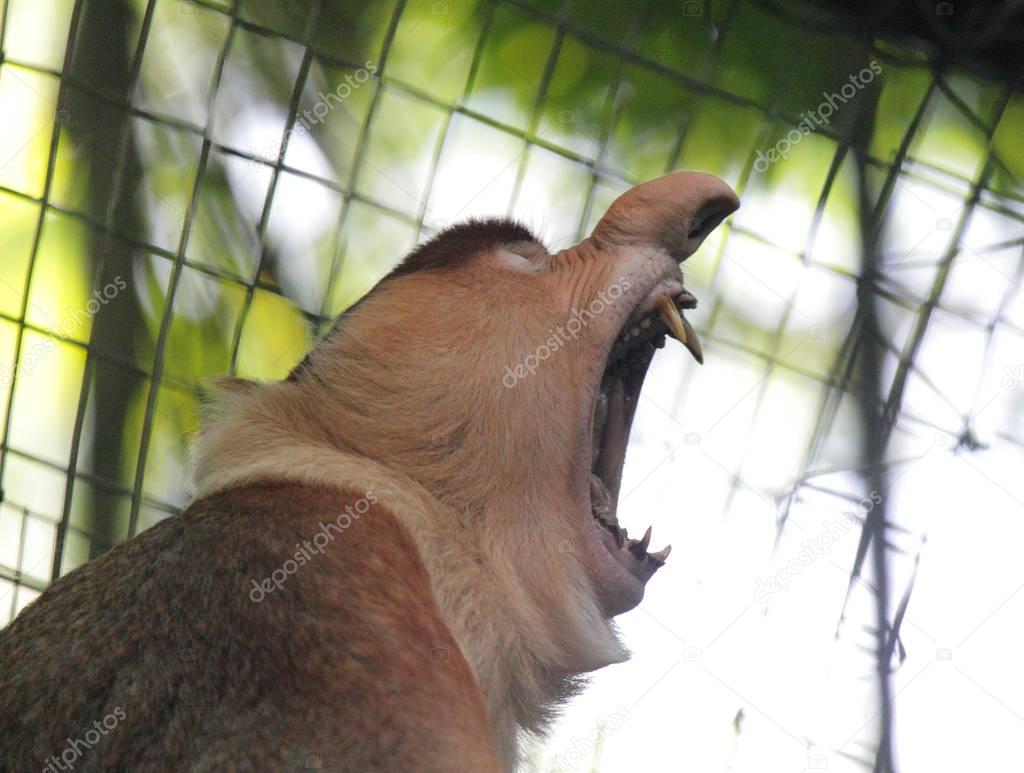 Proboscis monkey screaming