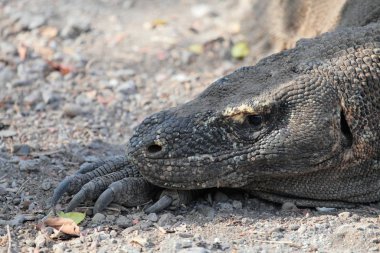 Komodo Dragon rahatlatıcı toprak zeminde