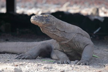 Komodo Dragon rahatlatıcı toprak zeminde