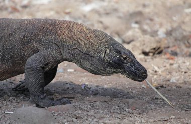 Komodo Dragon rahatlatıcı toprak zeminde