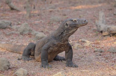 Komodo Dragon rahatlatıcı toprak zeminde