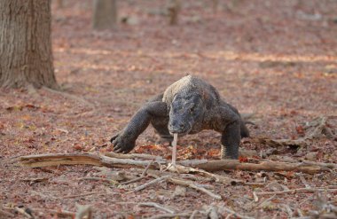Komodo Dragon rahatlatıcı toprak zeminde