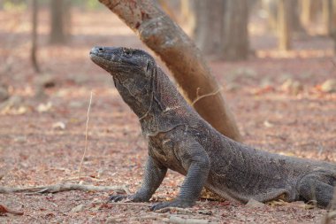 Komodo Dragon rahatlatıcı toprak zeminde