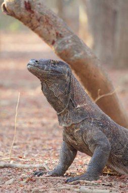 Komodo Dragon rahatlatıcı toprak zeminde