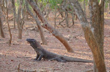 Komodo Dragon rahatlatıcı toprak zeminde