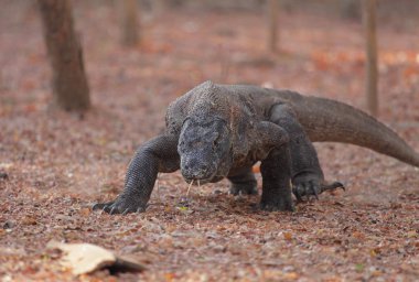 Komodo Dragon rahatlatıcı toprak zeminde
