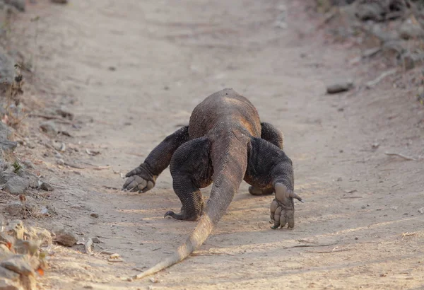 Komodo-Drache entspannt sich auf dem Schmutzboden — Stockfoto