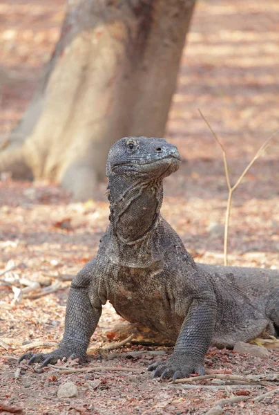 Komodo-Drache entspannt sich auf dem Schmutzboden — Stockfoto