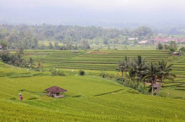 Jatiluwih pirinç tarlaları