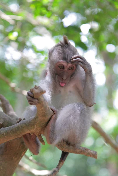 Macaco na Floresta do Macaco Sagrado — Fotografia de Stock