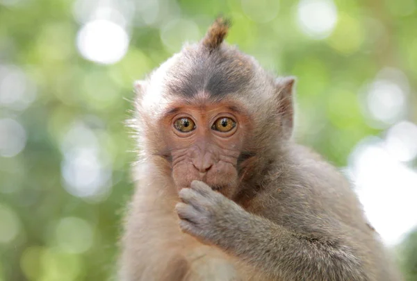 Affe im heiligen Affenwald — Stockfoto