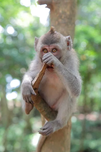 Macaco na Floresta do Macaco Sagrado — Fotografia de Stock