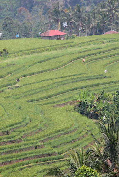 Jatiluwih rice fields — Stock Photo, Image
