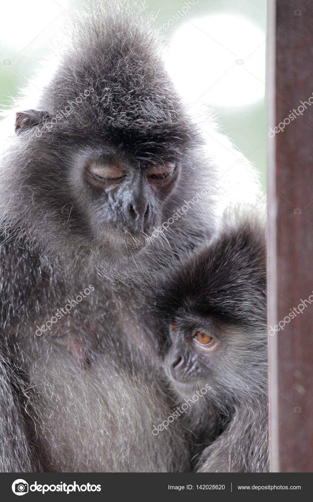 Macacos engraçados em Labuk Bay fotos, imagens de © YuryBirukov #142028620