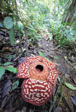 güzel Rafflesia arnoldii