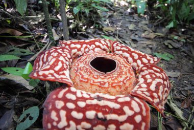 güzel Rafflesia arnoldii