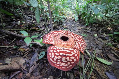 güzel Rafflesia arnoldii